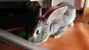 Rabbit Rusty and his Snack Ball