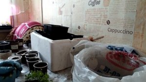 Циля из Чернобыля. Мои впечатления