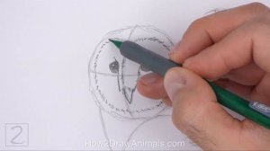 How to Draw a Barn Owl