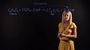 Биология 11 класс: Гликолиз. Видеоурок