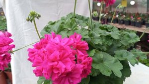 Ирида ЗА Роскошь!