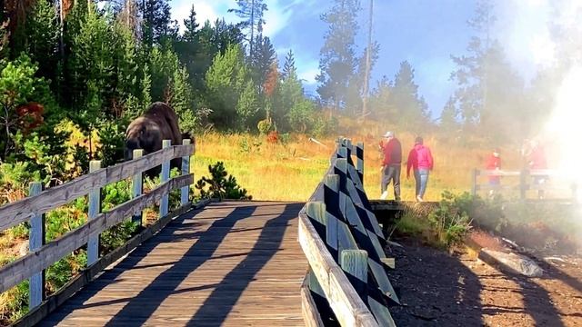 TOP 10 Spots To See WILDLIFE In Yellowstone National Park | Lamar Valley | Hayden Valley