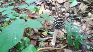 Šarena gnojištarka, Coprinopsis picacea