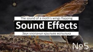 Звуки насекомых мухи, комара, пчелы, богомола, шершня, светлячка, саранчи, мадагаскарского, паука