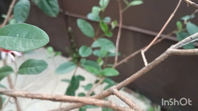 Фейхоа з насіння. Перше цвітіння смотреть онлайн