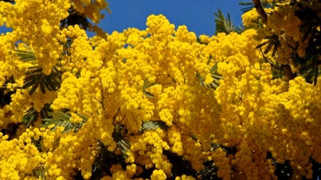 Подарок женщине к 8 Марта... смотреть онлайн