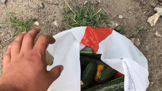 ГИГАНТСКИЕ КАБАЧКИ НАЧАЛСЯ СБОР УРОЖАЯ смотреть онлайн