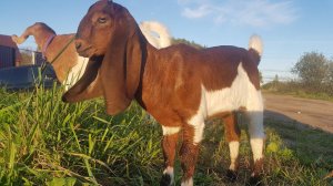 КОЗОЧКА КАМОРИ PATERI GOATS