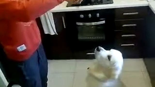 Золотистый ретривер golden retriever смотреть онлайн