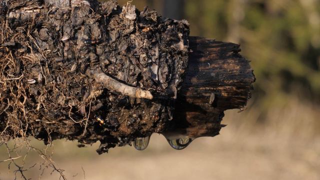 Makrofotografie und Film Teil 3 - my secrets - Tele mit Zwischenringen (Foto und Film) смотреть онлайн