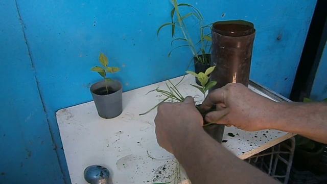 Хурма с косточки,летняя пересадка посаженных весной смотреть онлайн