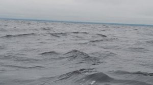 РЫБАЛКА В ШТОРМ | Чуланов с Вероникой ловят судака в жестких условиях!