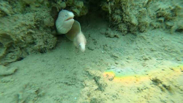 Обитатели Красного моря - две перечные мурены в норе / Peppered moray. Отель Pyramisa Sahl Hasheesh смотреть онлайн