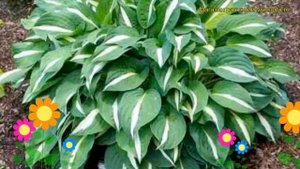 Хоста гибридная Риски бизнес. Краткий обзор, описание характеристик hosta hybrida Risky Business