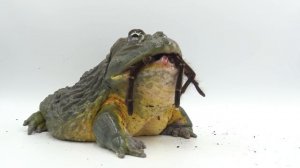 Giant African Bullfrog Devours Goliath Bird Eater! (Warning: Live Feeding)