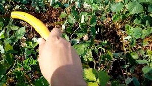 Насколько важен полив клубники после сбора ягод?