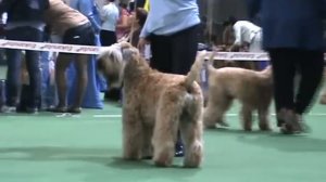 DogStatus.ru: Терьер-союз-2010. Пшеничный терьер