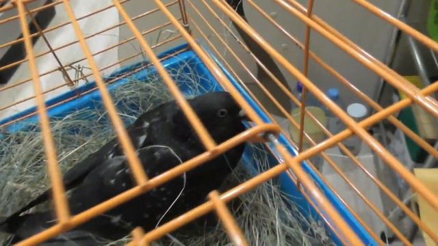 ОН ОЧЕНЬ ХОТЕЛ ЖИТЬ смотреть онлайн