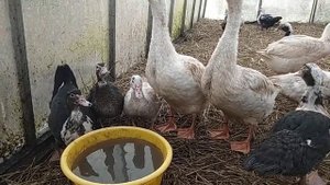 Содержание гусей и индоуток,в одном месте в зимний период