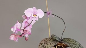 Ph. schilleriana (silver leaf)
