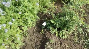 Цветение фацелии и горчицы листовой. 18.05.2016
