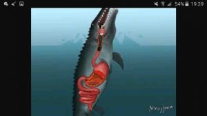 Fish vore.