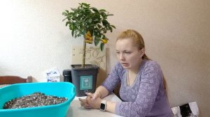 Покупка цитруса в зимний период. Кумкват Обовата.