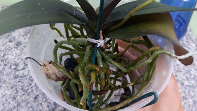 Mini Phalaenopsis sem Substrato смотреть онлайн