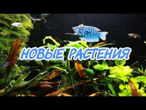 КАК ЧУВСТВУЮТ СЕБЯ НОВЫЕ РАСТЕНИЯ