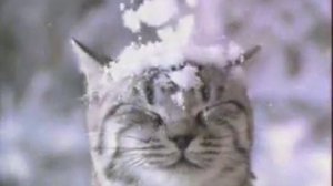 РЕклама корма для кошек Viskas. 2005 год.