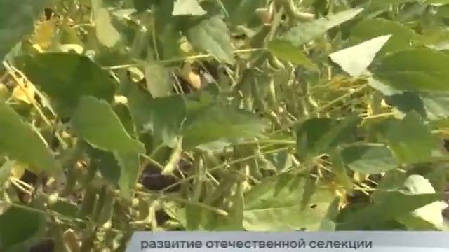 29.07.2016 - Краевой день поля смотреть онлайн