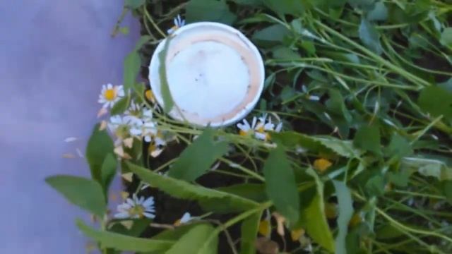 Как ПРАВИЛЬНО ОБУСТРОИТЬ дом для ящерицы! смотреть онлайн