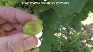 Как выглядит белая гниль на ягодах винограда