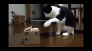 Забавные, короткие ролики про кошек.