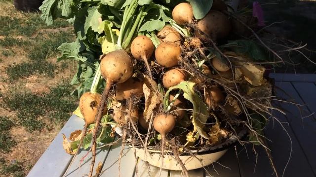 Жёлтая редиска. Бывает ли?  Marianablog.ru (МарианаБлог)