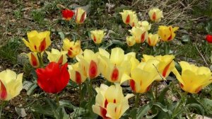 Тюльпан Грейга (Tulipa greigii). Ущелье Беркара. Сырдарьинский Каратау. 30 марта, 2019 год.