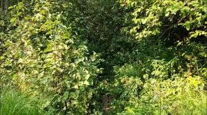 Путешествие по заброшенным садам. Заброшенные сады
сад mp4