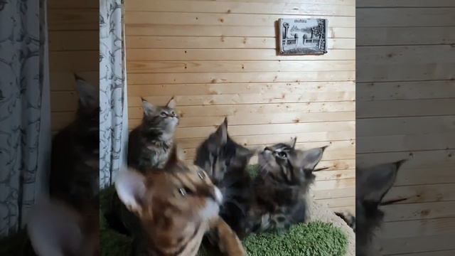 Котята мейн-куна и бенгала играют