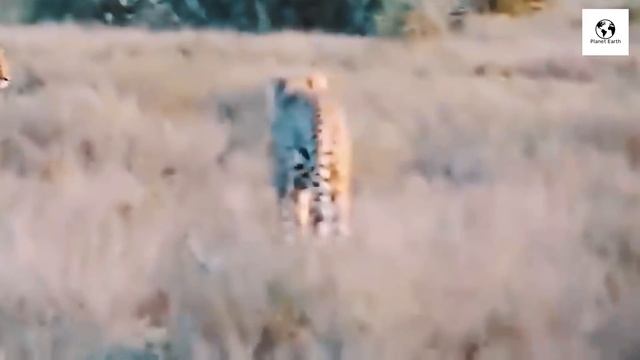 Stag VS Lion || Barasingha Aur Sher Ka Muqabla | Wild Animals - Planet Earth смотреть онлайн