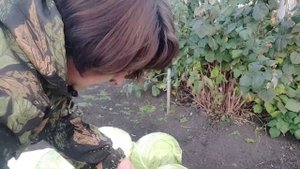Убираю капусту. Что выросло . Гибриды Мегатон и Агрессор.