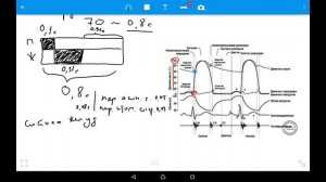 Сердечный цикл