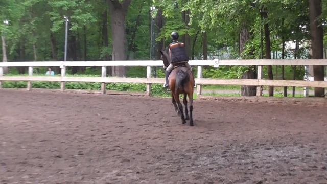Тренировка Настя и Лак. Учимся делать галоп. Работаем над посадкой на рыси. смотреть онлайн