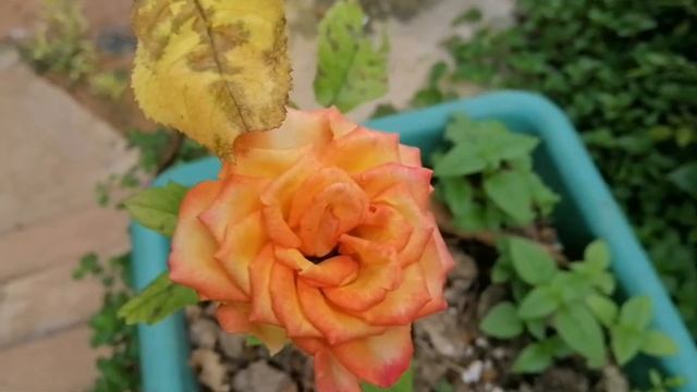 New Year Rose | Rosa 'Louis De Funès' FLOWERS
