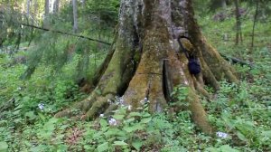 Гигантский бук в лесах Буковины, карпаты