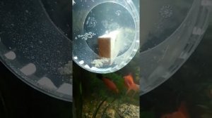 Сомики коридоросы отложили икру в общем аквариуме что делать? Вот и ответ!!!