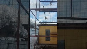 Ижевские голуби