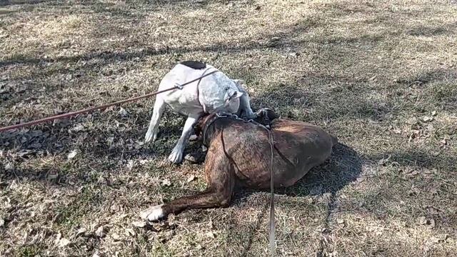 Боксёр против американского стаффордширского терьера