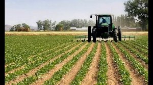 Бизнес на капусте? ШОК!!! Наруби КАПУСТЫ!??? Топ Business! Обзор.