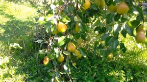 ГРУШИ (САМЫЙ ВЫСОКОУРОЖАЙНЫЙ СОРТ) обзор