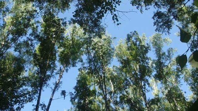 Манок FT3 на ворону. смотреть онлайн